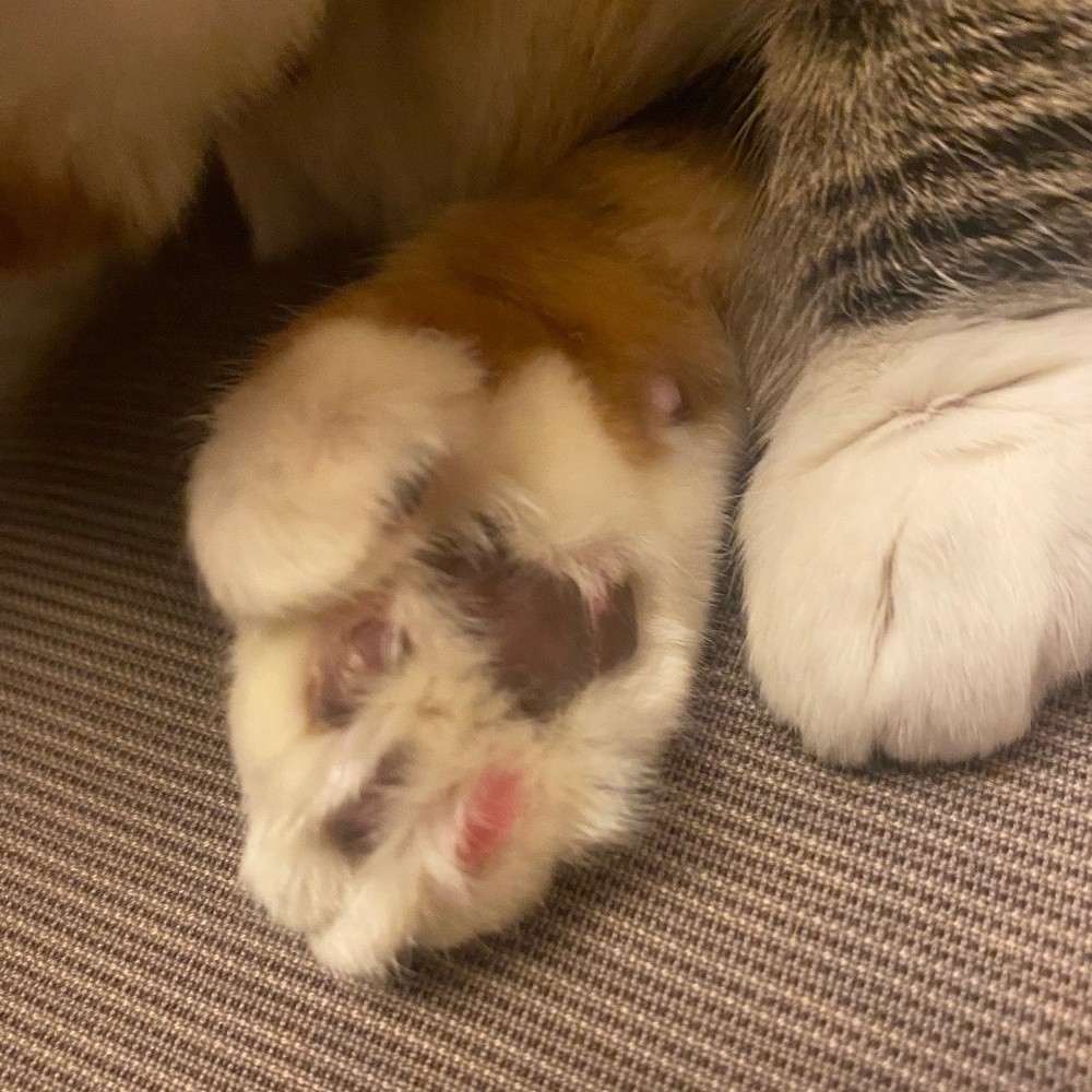 Meet your Posher, Monica